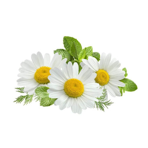 Chamomile Oil