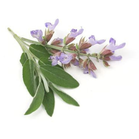 Clary Sage Oil