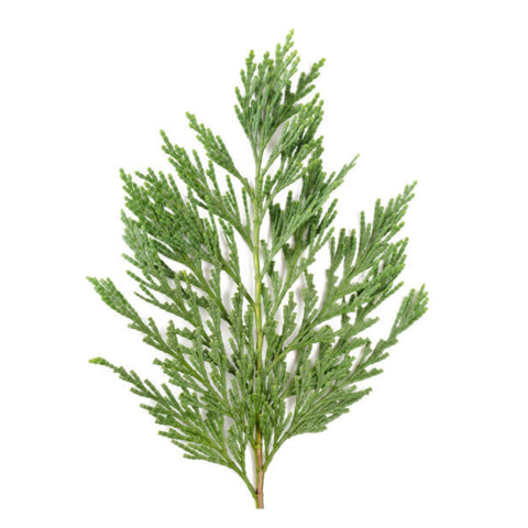 Cypress Oil