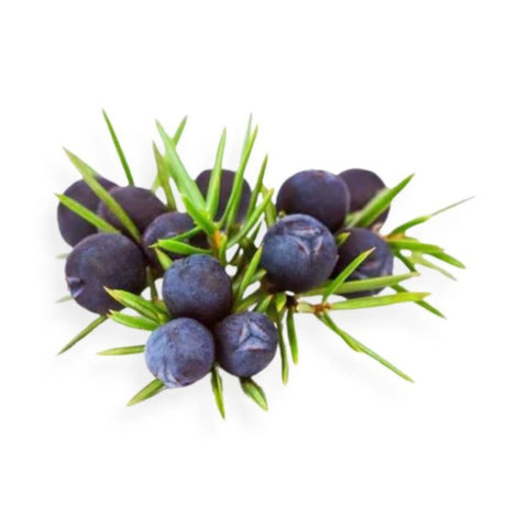 Juniper Berry Oil