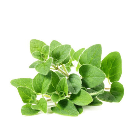 Sweet Marjoram Oil