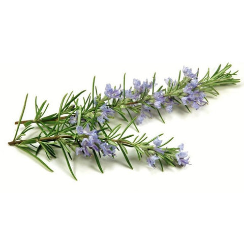 Rosemary Oil