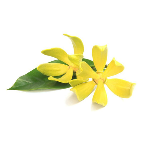 Ylang Ylang Oil