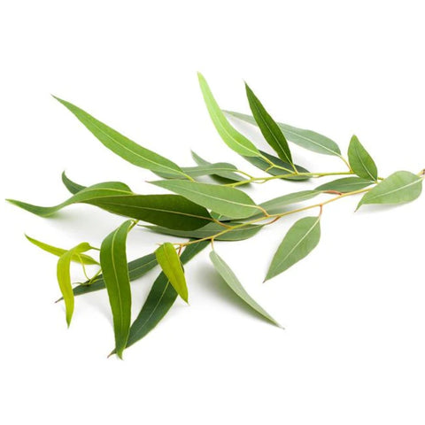 Eucalyptus Oil