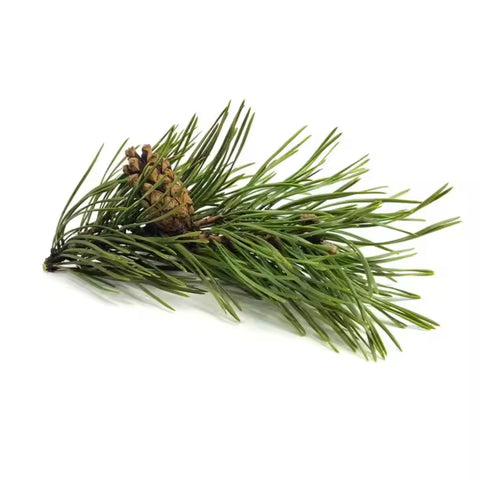 Fir Needle Oil - Siberian